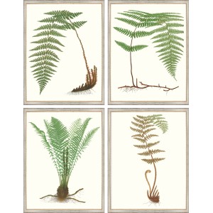 AP- VINTAGE FERNS 13-16